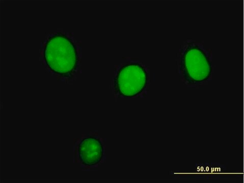 Monoclonal Anti-STK33 antibody produced in mouse clone 4A12, purified immunoglobulin, buffered aqueous solution