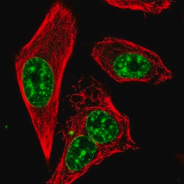 Anti-RTEL1 antibody produced in rabbit Prestige Antibodies&#174; Powered by Atlas Antibodies, affinity isolated antibody