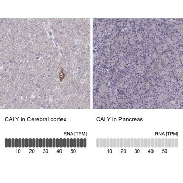 Anti-CALY antibody produced in rabbit Prestige Antibodies&#174; Powered by Atlas Antibodies, affinity isolated antibody, buffered aqueous glycerol solution