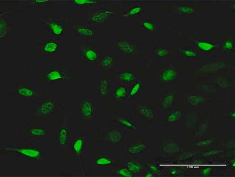 Anti-EPB41L1 antibody produced in rabbit purified immunoglobulin, buffered aqueous solution