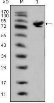 Monoclonal Anti-ISL1 antibody produced in mouse clone 1H9, ascites fluid