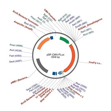 PSF-CMV-FLUC - CMV FIREFLY LUCIFERASE PLASMID plasmid vector for molecular cloning