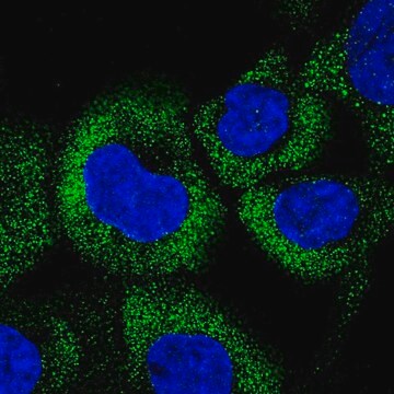 Anti-CCHCR1 antibody produced in rabbit Prestige Antibodies&#174; Powered by Atlas Antibodies, affinity isolated antibody