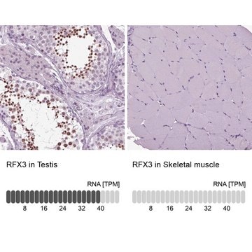 Anti-RFX3 antibody produced in rabbit Prestige Antibodies&#174; Powered by Atlas Antibodies, affinity isolated antibody, buffered aqueous glycerol solution