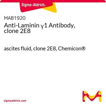 &#947; ascites fluid, clone 2E8, Chemicon&#174;