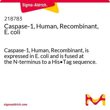 Caspase-1, human, rekombinant, E. coli Caspase-1, Human, Recombinant, is expressed in E. coli and is fused at the N-terminus to a His&#8226;Tag sequence.