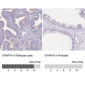 Anti-CFAP74 antibody produced in rabbit Prestige Antibodies&#174; Powered by Atlas Antibodies, affinity isolated antibody, buffered aqueous glycerol solution, ab3