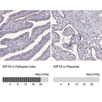 Anti-KIF19 antibody produced in rabbit Prestige Antibodies&#174; Powered by Atlas Antibodies, affinity isolated antibody