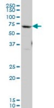 Monoclonal Anti-GATAD2B antibody produced in mouse clone 4C4, purified immunoglobulin, buffered aqueous solution