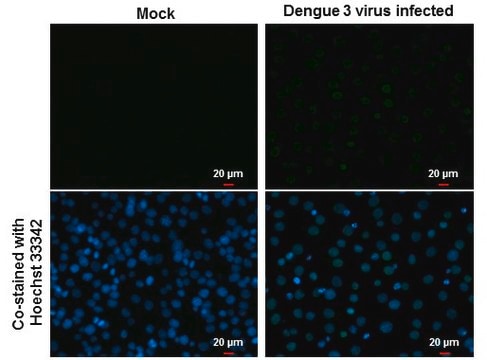 Monoclonal Anti-Dengue virus Type 2 NS5 protein antibody produced in mouse clone GT361, affinity isolated antibody