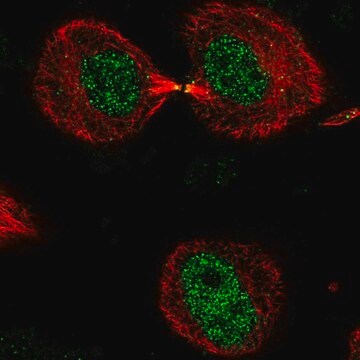 Anti-DNHD1 antibody produced in rabbit Prestige Antibodies&#174; Powered by Atlas Antibodies, affinity isolated antibody