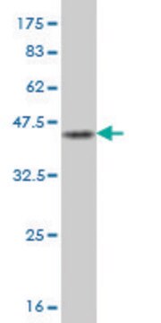 Monoclonal Anti-JTB antibody produced in mouse clone 4E7, purified immunoglobulin, buffered aqueous solution