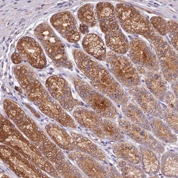 Anti-COPE antibody produced in rabbit Prestige Antibodies&#174; Powered by Atlas Antibodies, affinity isolated antibody, buffered aqueous glycerol solution