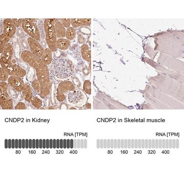 Anti-CNDP2 antibody produced in rabbit Prestige Antibodies&#174; Powered by Atlas Antibodies, affinity isolated antibody, buffered aqueous glycerol solution