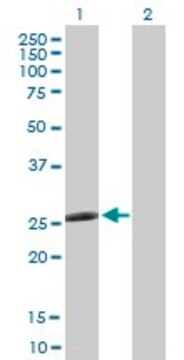 Anti-CCBE1 antibody produced in rabbit purified immunoglobulin, buffered aqueous solution