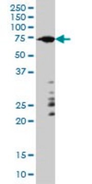 Monoclonal Anti-ARAF antibody produced in mouse clone 6H6, purified immunoglobulin, buffered aqueous solution