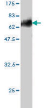 Monoclonal Anti-DLX3 antibody produced in mouse clone 4F8, purified immunoglobulin, buffered aqueous solution