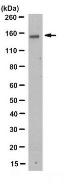 Anti-LRIG1 Antibody, clone 2D1.1 clone 2D1.1, from mouse