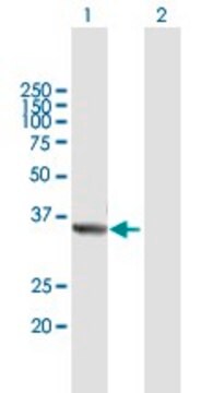 Anti-TRUB2 antibody produced in mouse purified immunoglobulin, buffered aqueous solution