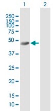 Anti-SKIP antibody produced in mouse purified immunoglobulin, buffered aqueous solution