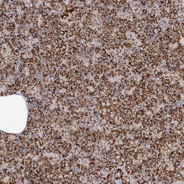 Anti-TTC27 antibody produced in rabbit Prestige Antibodies&#174; Powered by Atlas Antibodies, affinity isolated antibody, buffered aqueous glycerol solution