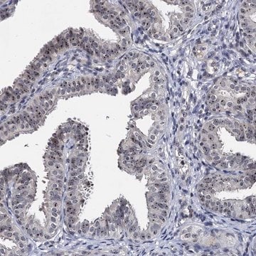 Anti-BRIX1 antibody produced in rabbit Prestige Antibodies&#174; Powered by Atlas Antibodies, affinity isolated antibody, buffered aqueous glycerol solution