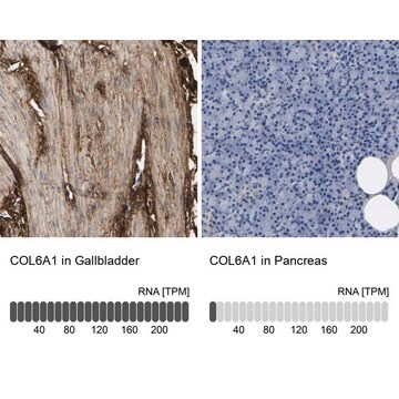 Anti-COL6A1 antibody produced in rabbit Prestige Antibodies&#174; Powered by Atlas Antibodies, affinity isolated antibody, buffered aqueous glycerol solution