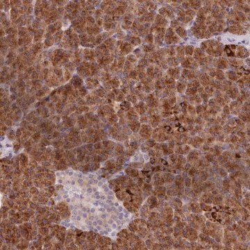 Anti-AIM1 antibody produced in rabbit Prestige Antibodies&#174; Powered by Atlas Antibodies, affinity isolated antibody, buffered aqueous glycerol solution