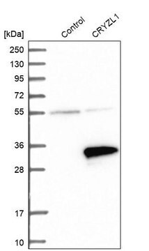 Anti-CRYZL1 antibody produced in rabbit Prestige Antibodies&#174; Powered by Atlas Antibodies, affinity isolated antibody, buffered aqueous glycerol solution