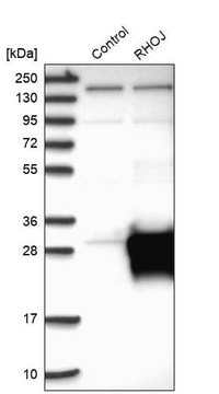 Anti-RHOJ antibody produced in rabbit Prestige Antibodies&#174; Powered by Atlas Antibodies, affinity isolated antibody, buffered aqueous glycerol solution