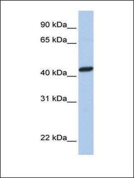 Anti-PEX10 (AB2) antibody produced in rabbit affinity isolated antibody