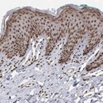 Anti-E4F1 antibody produced in rabbit Prestige Antibodies&#174; Powered by Atlas Antibodies, affinity isolated antibody, buffered aqueous glycerol solution