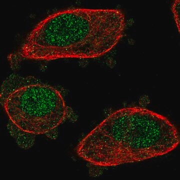 Anti-NUDT2 antibody produced in rabbit Prestige Antibodies&#174; Powered by Atlas Antibodies, affinity isolated antibody