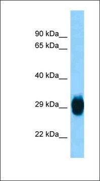 Anti-SKA1 antibody produced in rabbit affinity isolated antibody