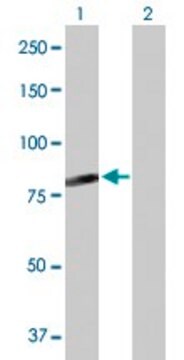 Anti-C7orf38 antibody produced in rabbit purified immunoglobulin, buffered aqueous solution