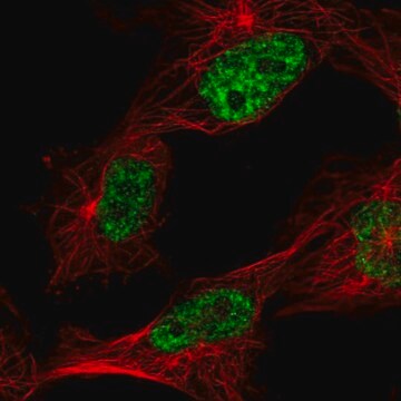 Anti-CHTOP antibody produced in rabbit Prestige Antibodies&#174; Powered by Atlas Antibodies, affinity isolated antibody