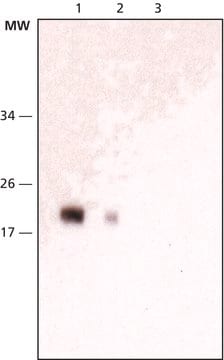 Anticorpo anti-NY-ESO-1, monoclonale di topo clone E978, purified from hybridoma cell culture