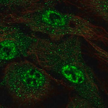 Anti-ARMCX4 antibody produced in rabbit Prestige Antibodies&#174; Powered by Atlas Antibodies, affinity isolated antibody