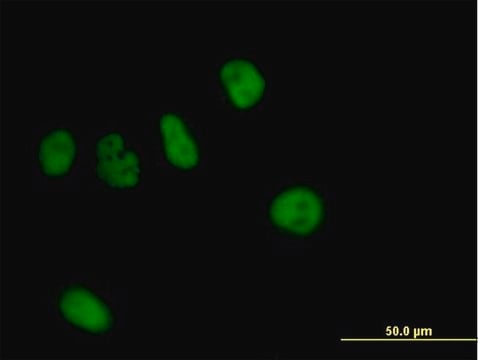 Anti-ZNF484 antibody produced in mouse purified immunoglobulin, buffered aqueous solution