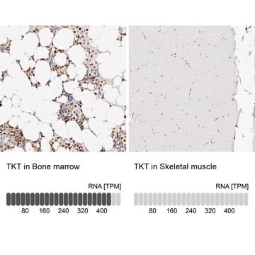 Anti-TKT antibody produced in rabbit Prestige Antibodies&#174; Powered by Atlas Antibodies, affinity isolated antibody, buffered aqueous glycerol solution, ab2