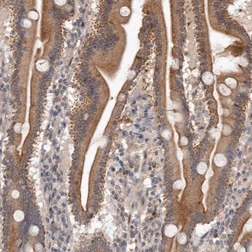 Anti-NMUR1 antibody produced in rabbit Prestige Antibodies&#174; Powered by Atlas Antibodies, affinity isolated antibody, buffered aqueous glycerol solution