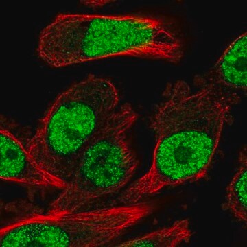 Anti-NR1D2 antibody produced in rabbit Prestige Antibodies&#174; Powered by Atlas Antibodies, affinity isolated antibody