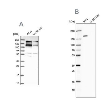 Anti-TOP2B antibody produced in rabbit Prestige Antibodies&#174; Powered by Atlas Antibodies, affinity isolated antibody