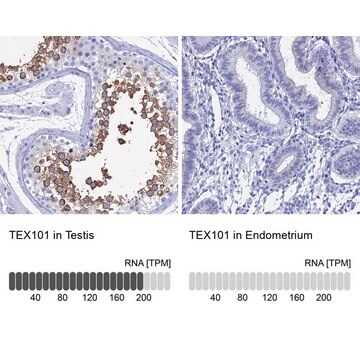 Anti-TEX101 antibody produced in rabbit Prestige Antibodies&#174; Powered by Atlas Antibodies, affinity isolated antibody, buffered aqueous glycerol solution