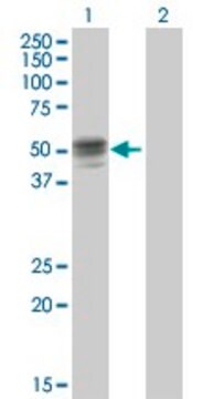 Anti-GIF antibody produced in mouse purified immunoglobulin, buffered aqueous solution