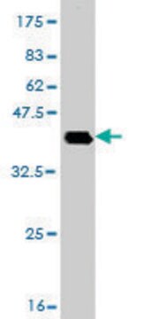 Monoclonal Anti-DHX8 antibody produced in mouse clone 1E10, purified immunoglobulin, buffered aqueous solution