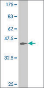 ANTI-ATOH1 antibody produced in mouse clone 2B7, purified immunoglobulin, buffered aqueous solution