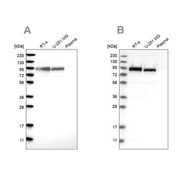 Anti-FAM129B antibody produced in rabbit Prestige Antibodies&#174; Powered by Atlas Antibodies, affinity isolated antibody, buffered aqueous glycerol solution, Ab3