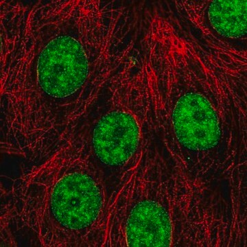 Anti-PLRG1 antibody produced in rabbit Prestige Antibodies&#174; Powered by Atlas Antibodies, affinity isolated antibody