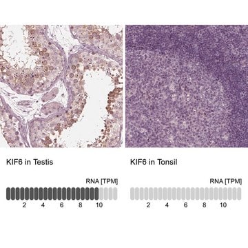 Anti-KIF6 antibody produced in rabbit Prestige Antibodies&#174; Powered by Atlas Antibodies, affinity isolated antibody, buffered aqueous glycerol solution